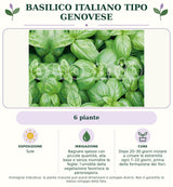 Basilico italiano tipo Genovese: 6 piante. Sole. Bagnare spesso con piccole quantità, alla base e senza inumidire le foglie: l'umidità della vegetazione favorisce la peronospora.. Dopo 20–30 giorni iniziare a cimare le estremità ogni 7–10 giorni, prima della formazione dei fiori.. Immagine indicativa.