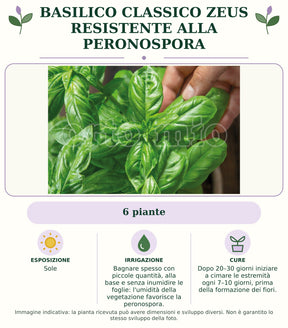 Basilico classico Zeus resistente alla peronospora: 6 piante. Sole. Bagnare spesso con piccole quantità, alla base e senza inumidire le foglie: l'umidità della vegetazione favorisce la peronospora.. Dopo 20–30 giorni iniziare a cimare le estremità ogni 7–10 giorni, prima della formazione dei fiori.. Immagine indicativa.