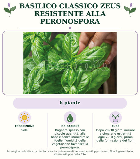 Basilico classico Zeus resistente alla peronospora: 6 piante. Sole. Bagnare spesso con piccole quantità, alla base e senza inumidire le foglie: l'umidità della vegetazione favorisce la peronospora.. Dopo 20–30 giorni iniziare a cimare le estremità ogni 7–10 giorni, prima della formazione dei fiori.. Immagine indicativa.