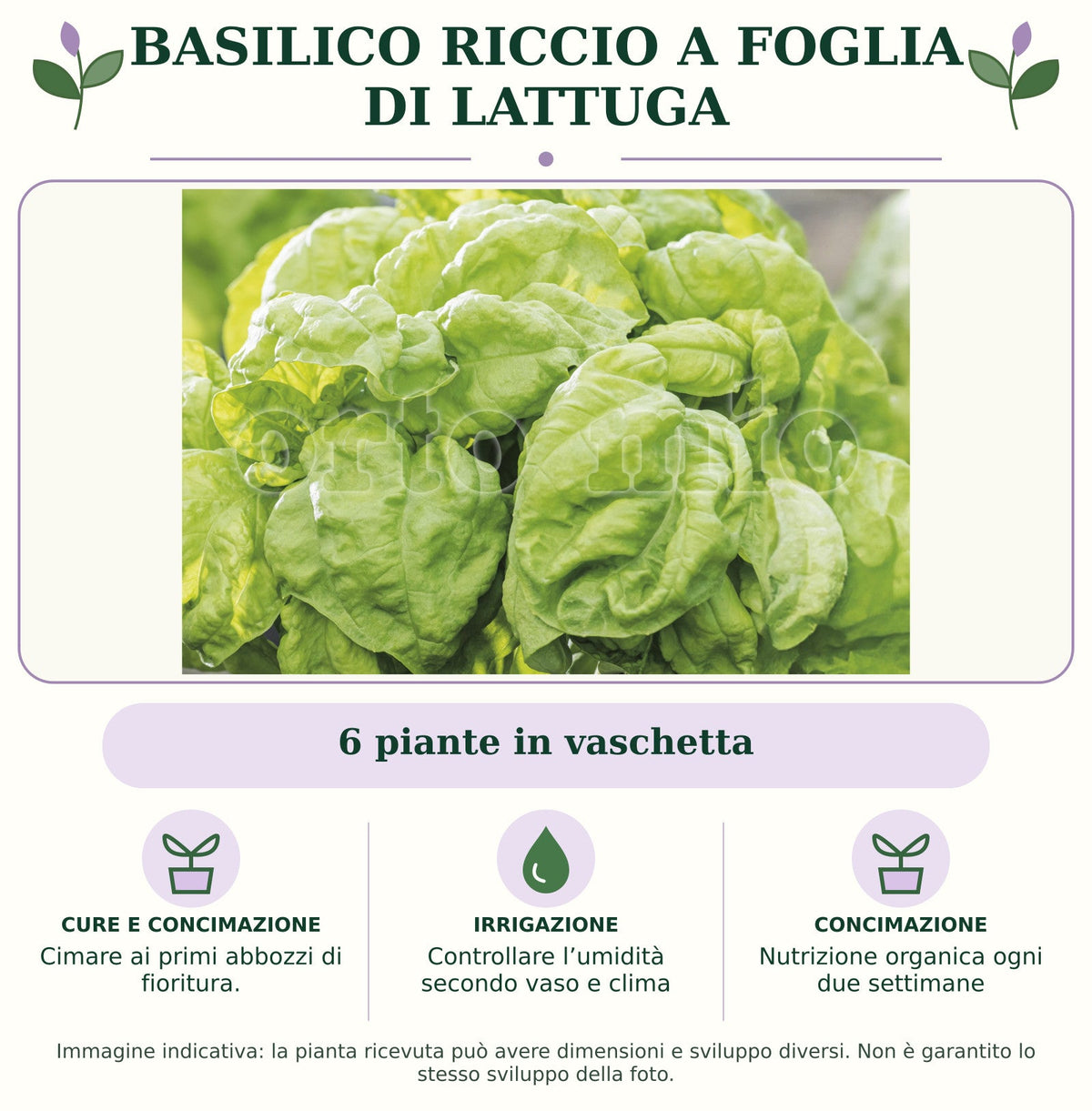 Basilico riccio a foglia di lattuga: 6 piante in vaschetta. Cimare ai primi abbozzi di fioritura.. Controllare l’umidità secondo vaso e clima. Nutrizione organica ogni due settimane. Immagine indicativa.
