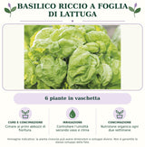 Basilico riccio a foglia di lattuga: 6 piante in vaschetta. Cimare ai primi abbozzi di fioritura.. Controllare l’umidità secondo vaso e clima. Nutrizione organica ogni due settimane. Immagine indicativa.