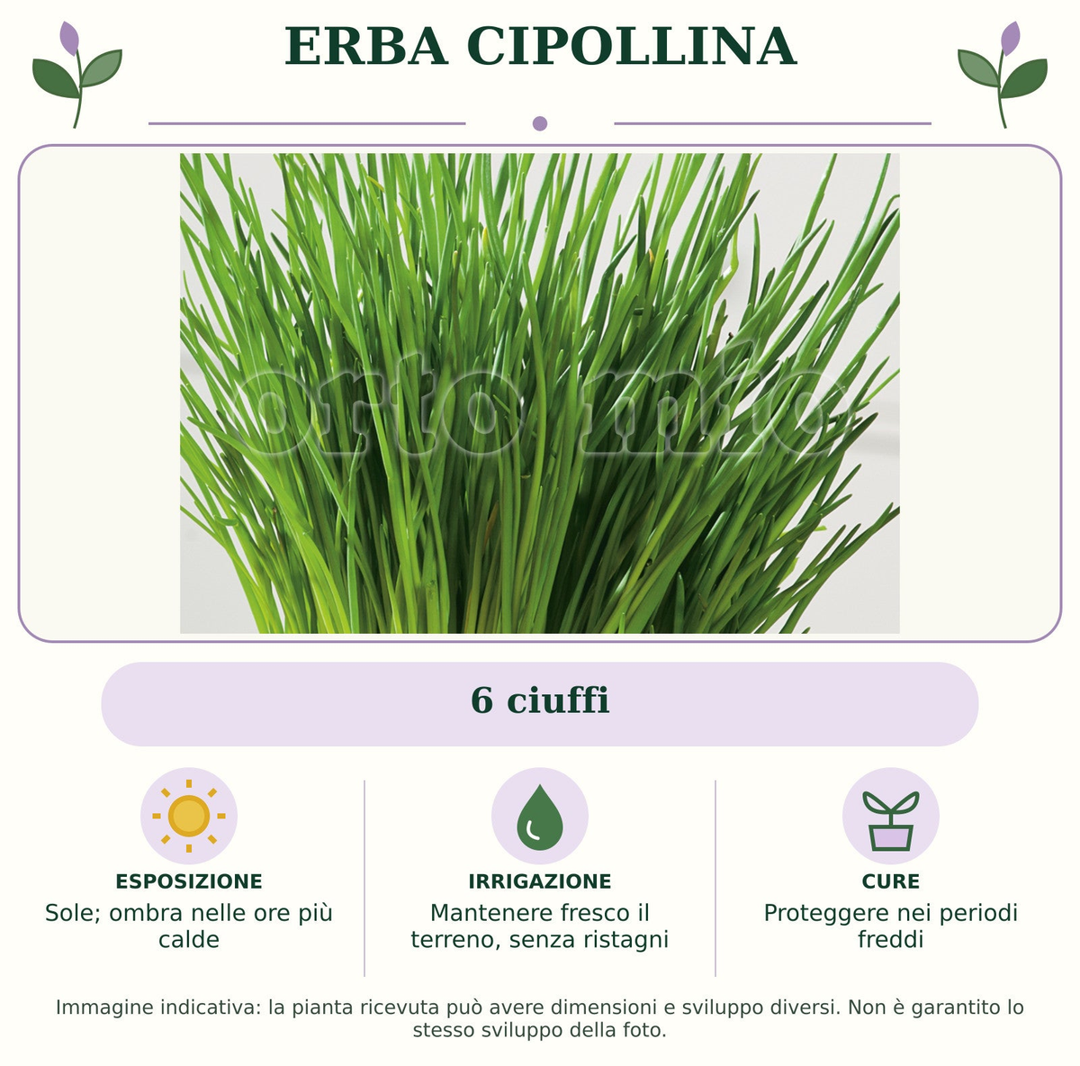 Erba cipollina: 6 ciuffi. Sole; ombra nelle ore più calde. Mantenere fresco il terreno, senza ristagni. Proteggere nei periodi freddi. Immagine indicativa.
