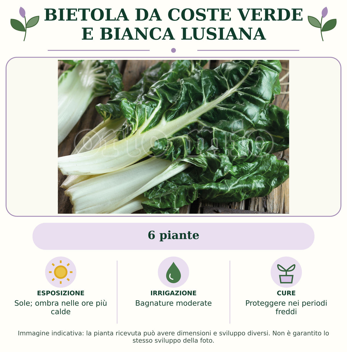 Bietola da Coste Verde e Bianca Lusiana: 6 piante. Sole; ombra nelle ore più calde. Bagnature moderate. Proteggere nei periodi freddi. Immagine indicativa.
