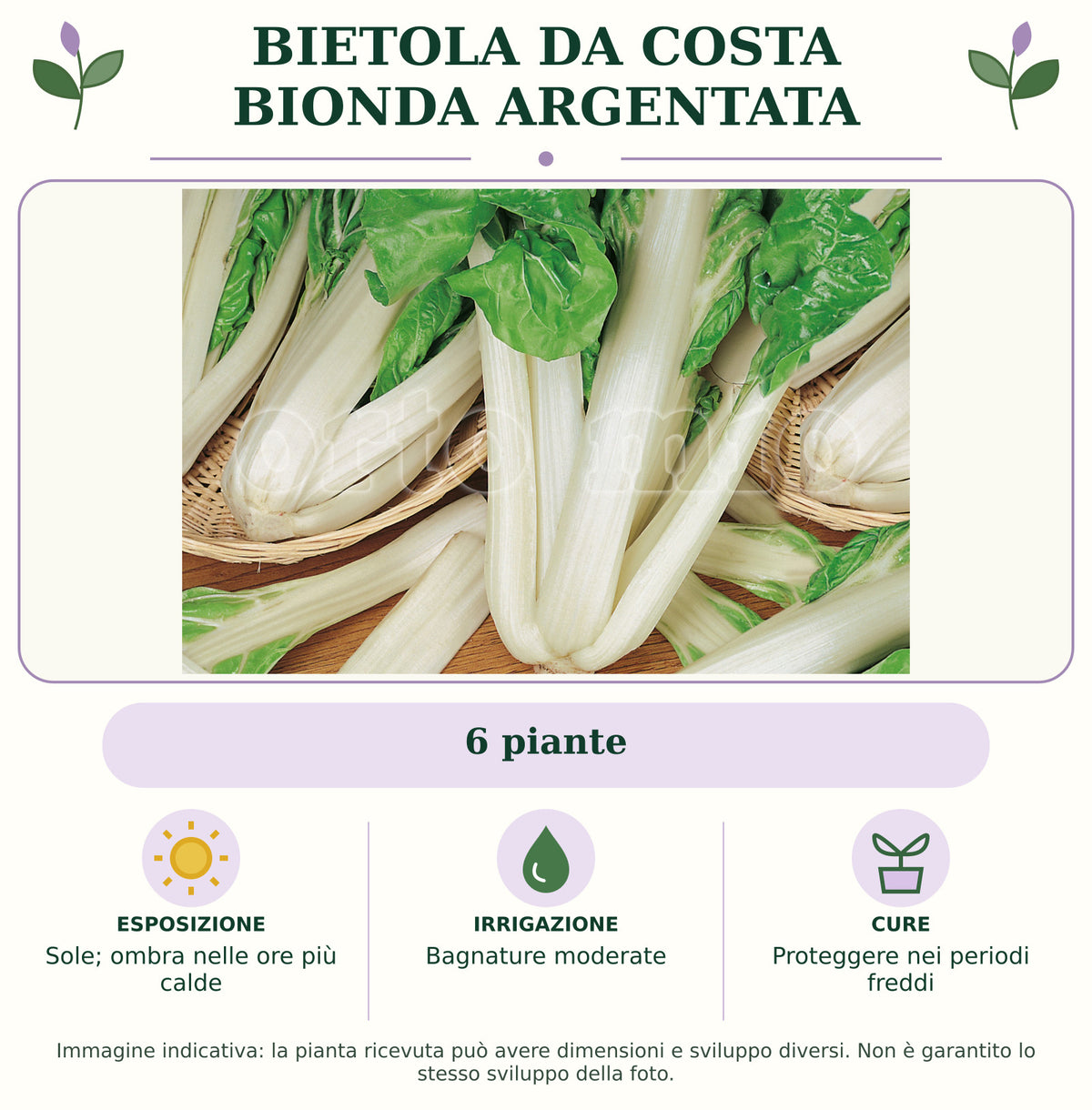 Bietola da Costa Bionda Argentata: 6 piante. Sole; ombra nelle ore più calde. Bagnature moderate. Proteggere nei periodi freddi. Immagine indicativa.