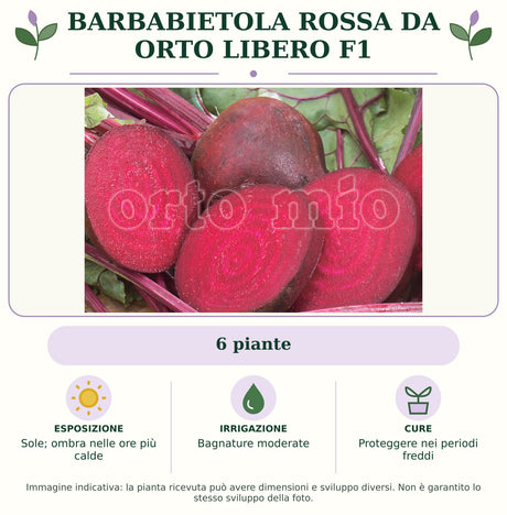 Barbabietola rossa da orto Libero F1: 6 piante. Sole; ombra nelle ore più calde. Bagnature moderate. Proteggere nei periodi freddi. Immagine indicativa.