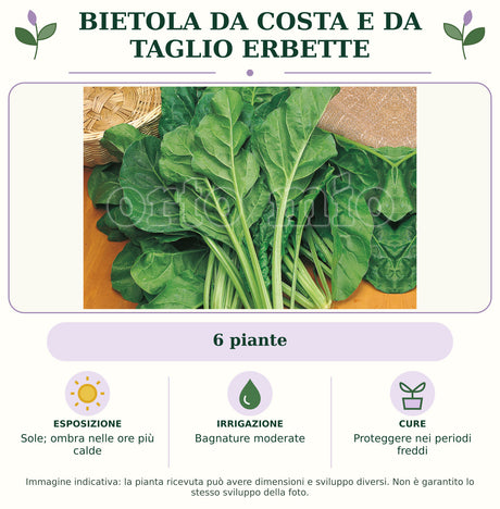 Bietola da Costa e da taglio Erbette: 6 piante. Sole; ombra nelle ore più calde. Bagnature moderate. Proteggere nei periodi freddi. Immagine indicativa.