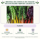 Bietola da costa e da taglio multicolore Bright Lights F1: 6 piante. Sole; ombra nelle ore più calde. Bagnature moderate. Proteggere nei periodi freddi. Immagine indicativa.