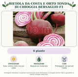 Bietola da costa e orto tonda di Chioggia Bersaglio F1: 6 piante. Sole; ombra nelle ore più calde. Bagnature moderate. Proteggere nei periodi freddi. Immagine indicativa.