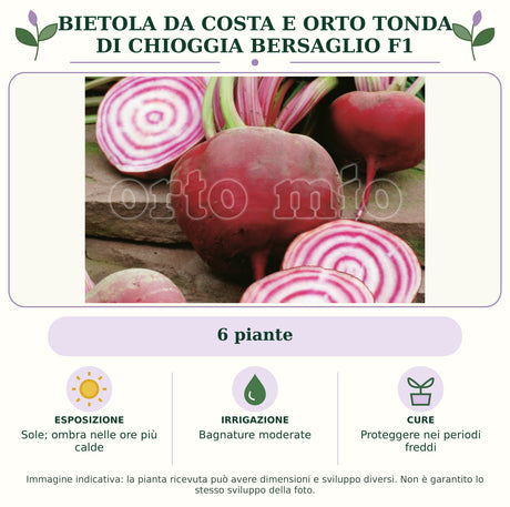 Bietola da costa e orto tonda di Chioggia Bersaglio F1: 6 piante. Sole; ombra nelle ore più calde. Bagnature moderate. Proteggere nei periodi freddi. Immagine indicativa.