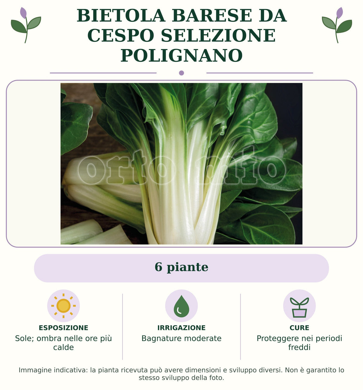 Bietola barese da cespo selezione Polignano: 6 piante. Sole; ombra nelle ore più calde. Bagnature moderate. Proteggere nei periodi freddi. Immagine indicativa.