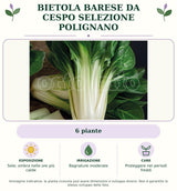 Bietola barese da cespo selezione Polignano: 6 piante. Sole; ombra nelle ore più calde. Bagnature moderate. Proteggere nei periodi freddi. Immagine indicativa.