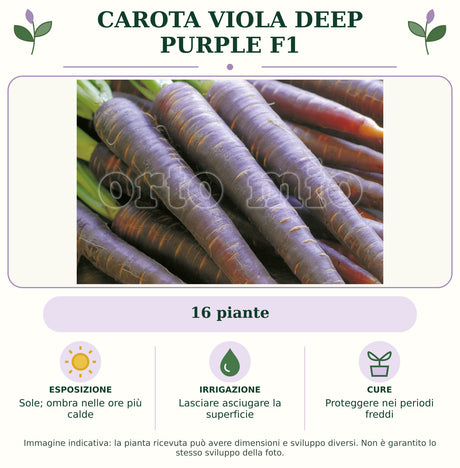 Carota viola Deep Purple F1: 16 piante. Sole; ombra nelle ore più calde. Lasciare asciugare la superficie. Proteggere nei periodi freddi. Immagine indicativa.