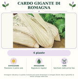 Cardo gigante di Romagna: 4 piante. Posizione in pieno sole. Bagnature regolari. Sarchiare nelle prime fasi.. Immagine indicativa.