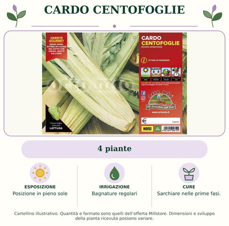 Cardo centofoglie: 4 piante. Posizione in pieno sole. Bagnature regolari. Sarchiare nelle prime fasi.. Immagine indicativa.