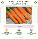 Carota Nantese Allyance F1: 16 piante. Sole; ombra nelle ore più calde. Lasciare asciugare la superficie. Proteggere nei periodi freddi. Immagine indicativa.