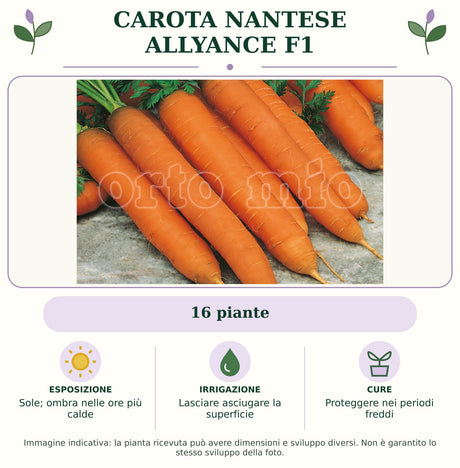 Carota Nantese Allyance F1: 16 piante. Sole; ombra nelle ore più calde. Lasciare asciugare la superficie. Proteggere nei periodi freddi. Immagine indicativa.