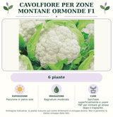 Cavolfiore Per zone montane Ormonde F1: 6 piante. Posizione in pieno sole. Bagnature moderate. Sarchiare superficialmente e usare TNT per limitare gli stress dopo il trapianto.. Immagine indicativa.