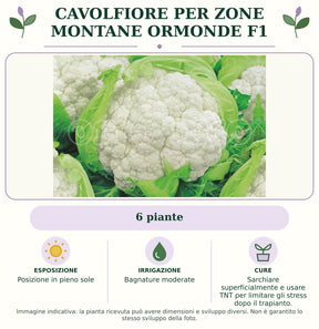 Cavolfiore Per zone montane Ormonde F1: 6 piante. Posizione in pieno sole. Bagnature moderate. Sarchiare superficialmente e usare TNT per limitare gli stress dopo il trapianto.. Immagine indicativa.