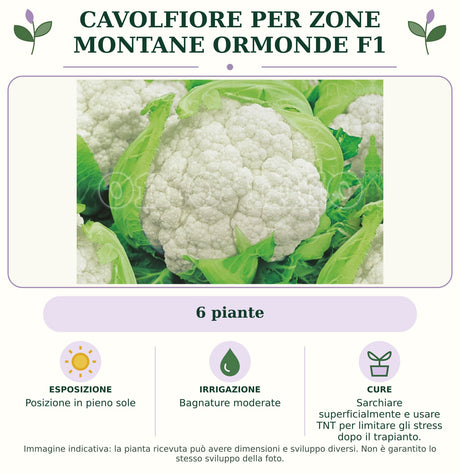 Cavolfiore Per zone montane Ormonde F1: 6 piante. Posizione in pieno sole. Bagnature moderate. Sarchiare superficialmente e usare TNT per limitare gli stress dopo il trapianto.. Immagine indicativa.
