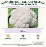 Cavolfiore palla di neve o natalino Jerico F1: 6 piante. Posizione in pieno sole. Bagnature moderate. Sarchiare superficialmente e usare TNT per limitare gli stress dopo il trapianto.. Immagine indicativa.