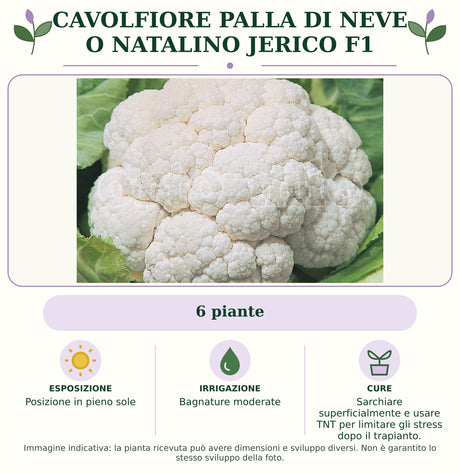 Cavolfiore palla di neve o natalino Jerico F1: 6 piante. Posizione in pieno sole. Bagnature moderate. Sarchiare superficialmente e usare TNT per limitare gli stress dopo il trapianto.. Immagine indicativa.