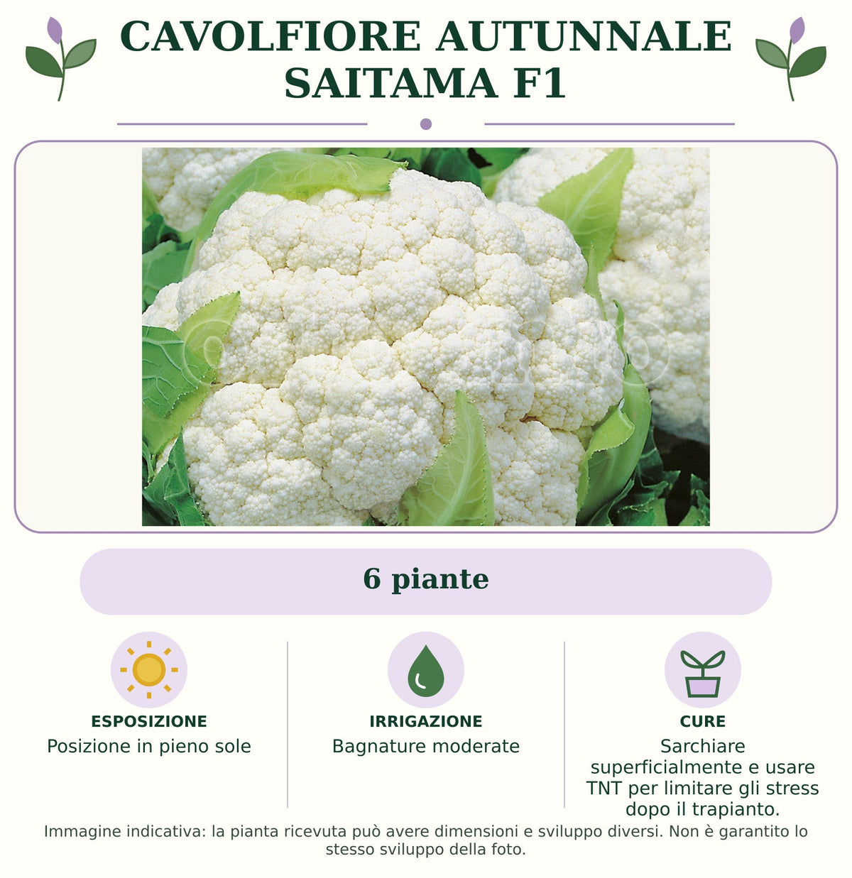 Cavolfiore Autunnale Saitama F1: 6 piante. Posizione in pieno sole. Bagnature moderate. Sarchiare superficialmente e usare TNT per limitare gli stress dopo il trapianto.. Immagine indicativa.