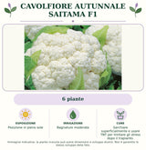 Cavolfiore Autunnale Saitama F1: 6 piante. Posizione in pieno sole. Bagnature moderate. Sarchiare superficialmente e usare TNT per limitare gli stress dopo il trapianto.. Immagine indicativa.