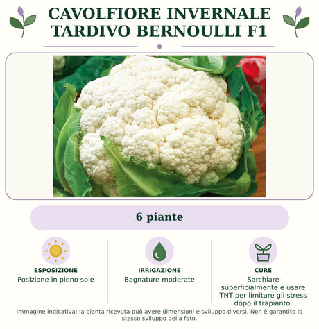 Cavolfiore Invernale tardivo Bernoulli F1: 6 piante. Posizione in pieno sole. Bagnature moderate. Sarchiare superficialmente e usare TNT per limitare gli stress dopo il trapianto.. Immagine indicativa.