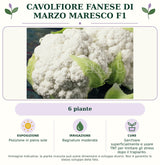 Cavolfiore Fanese di marzo Maresco F1: 6 piante. Posizione in pieno sole. Bagnature moderate. Sarchiare superficialmente e usare TNT per limitare gli stress dopo il trapianto.. Immagine indicativa.
