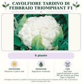 Cavolfiore tardivo di febbraio Triomphant F1: 6 piante. Posizione in pieno sole. Bagnature moderate. Sarchiare superficialmente e usare TNT per limitare gli stress dopo il trapianto.. Immagine indicativa.
