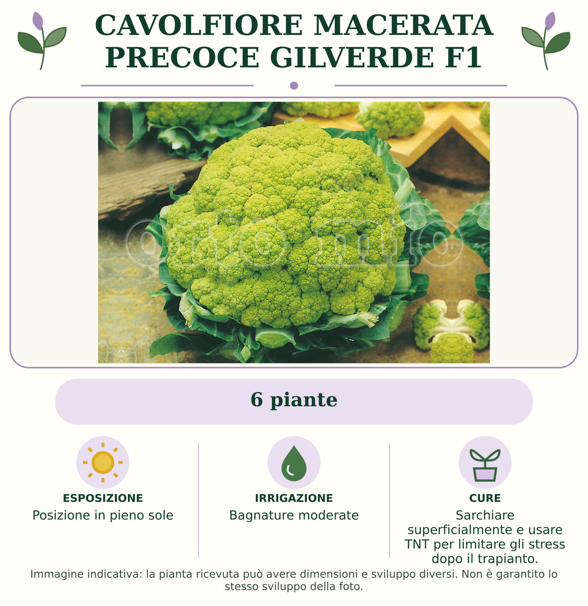 Cavolfiore Macerata precoce Gilverde F1: 6 piante. Posizione in pieno sole. Bagnature moderate. Sarchiare superficialmente e usare TNT per limitare gli stress dopo il trapianto.. Immagine indicativa.