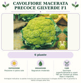 Cavolfiore Macerata precoce Gilverde F1: 6 piante. Posizione in pieno sole. Bagnature moderate. Sarchiare superficialmente e usare TNT per limitare gli stress dopo il trapianto.. Immagine indicativa.