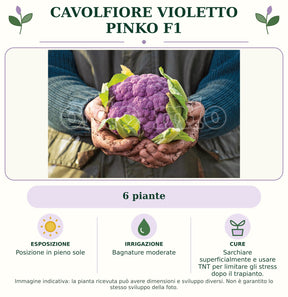 Cavolfiore Violetto Pinko F1: 6 piante. Posizione in pieno sole. Bagnature moderate. Sarchiare superficialmente e usare TNT per limitare gli stress dopo il trapianto.. Immagine indicativa.