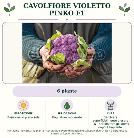 Cavolfiore Violetto Pinko F1: 6 piante. Posizione in pieno sole. Bagnature moderate. Sarchiare superficialmente e usare TNT per limitare gli stress dopo il trapianto.. Immagine indicativa.