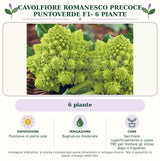 Cavolfiore romanesco precoce Puntoverde F1- 6 piante: 6 piante. Posizione in pieno sole. Bagnature moderate. Sarchiare superficialmente e usare TNT per limitare gli stress dopo il trapianto.. Immagine indicativa.