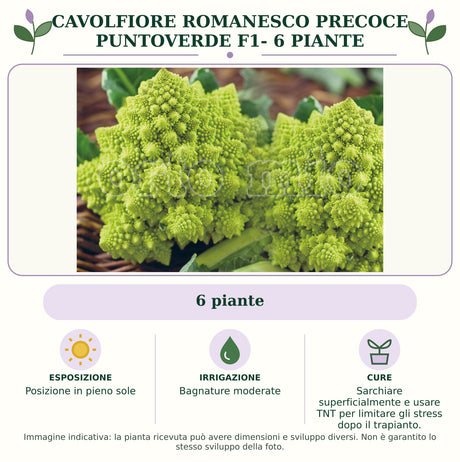 Cavolfiore romanesco precoce Puntoverde F1- 6 piante: 6 piante. Posizione in pieno sole. Bagnature moderate. Sarchiare superficialmente e usare TNT per limitare gli stress dopo il trapianto.. Immagine indicativa.