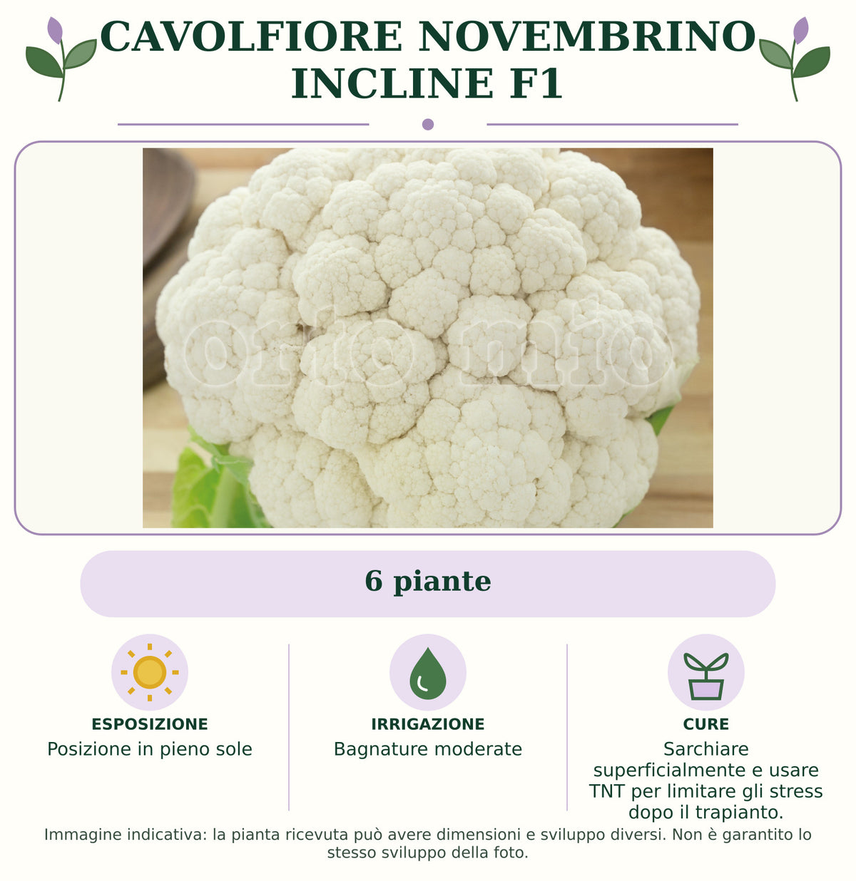 Cavolfiore Novembrino Incline F1: 6 piante. Posizione in pieno sole. Bagnature moderate. Sarchiare superficialmente e usare TNT per limitare gli stress dopo il trapianto.. Immagine indicativa.