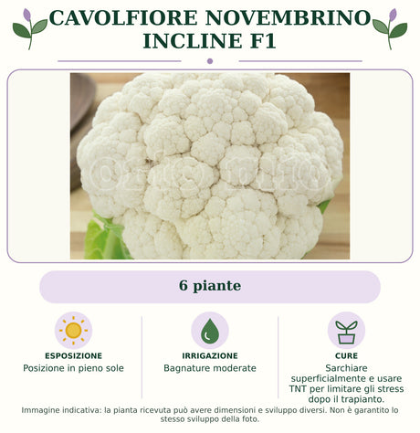 Cavolfiore Novembrino Incline F1: 6 piante. Posizione in pieno sole. Bagnature moderate. Sarchiare superficialmente e usare TNT per limitare gli stress dopo il trapianto.. Immagine indicativa.