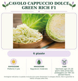 Cavolo Cappuccio dolce Green Rich F1: 6 piante. Preferire il sole. Bagnature moderate. Sarchiare ogni 15–20 giorni nelle prime fasi; proteggere con TNT nei periodi freschi.. Immagine indicativa.