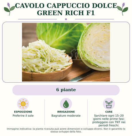 Cavolo Cappuccio dolce Green Rich F1: 6 piante. Preferire il sole. Bagnature moderate. Sarchiare ogni 15–20 giorni nelle prime fasi; proteggere con TNT nei periodi freschi.. Immagine indicativa.
