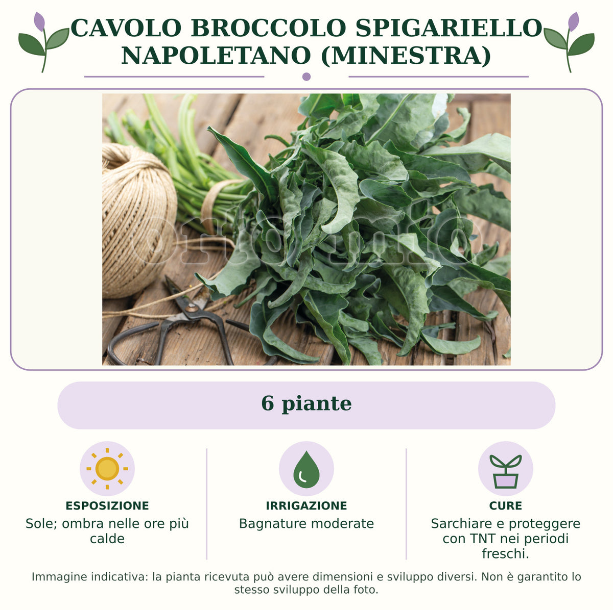 Cavolo broccolo spigariello napoletano (minestra): 6 piante. Sole; ombra nelle ore più calde. Bagnature moderate. Sarchiare e proteggere con TNT nei periodi freschi.. Immagine indicativa.
