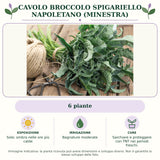 Cavolo broccolo spigariello napoletano (minestra): 6 piante. Sole; ombra nelle ore più calde. Bagnature moderate. Sarchiare e proteggere con TNT nei periodi freschi.. Immagine indicativa.