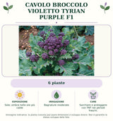 Cavolo Broccolo Violetto Tyrian Purple F1: 6 piante. Sole; ombra nelle ore più calde. Bagnature moderate. Sarchiare e proteggere con TNT nei periodi freschi.. Immagine indicativa.