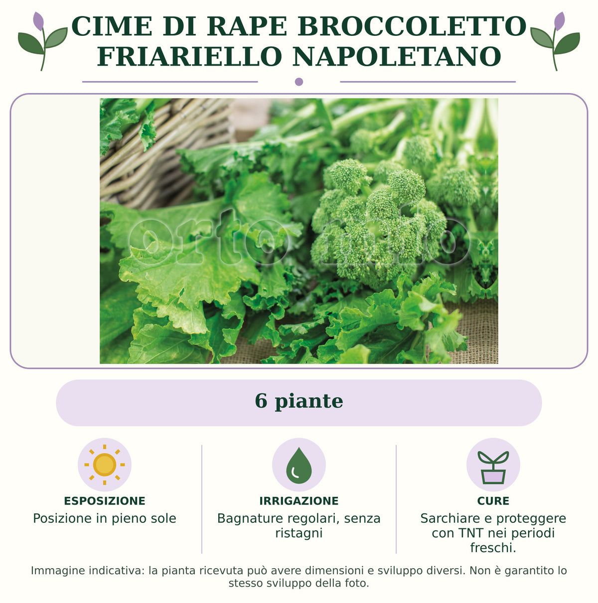 Cime di rape Broccoletto Friariello Napoletano: 6 piante. Posizione in pieno sole. Bagnature regolari, senza ristagni. Sarchiare e proteggere con TNT nei periodi freschi.. Immagine indicativa.