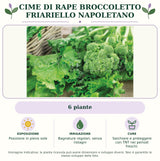 Cime di rape Broccoletto Friariello Napoletano: 6 piante. Posizione in pieno sole. Bagnature regolari, senza ristagni. Sarchiare e proteggere con TNT nei periodi freschi.. Immagine indicativa.