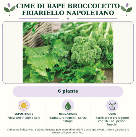 Cime di rape Broccoletto Friariello Napoletano: 6 piante. Posizione in pieno sole. Bagnature regolari, senza ristagni. Sarchiare e proteggere con TNT nei periodi freschi.. Immagine indicativa.