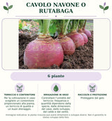 Cavolo navone o rutabaga: 6 piante. Per la coltivazione in vaso scegliere un contenitore proporzionato alla pianta, un terriccio di qualità e un buon drenaggio.. Controllare l’umidità del terriccio: frequenza e quantità dipendono dalla specie, dalle dimensioni del vaso, dallo sviluppo, dal caldo e dal vento.. Proteggere dal gelo. Immagine indicativa.