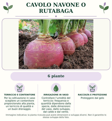 Cavolo navone o rutabaga: 6 piante. Per la coltivazione in vaso scegliere un contenitore proporzionato alla pianta, un terriccio di qualità e un buon drenaggio.. Controllare l’umidità del terriccio: frequenza e quantità dipendono dalla specie, dalle dimensioni del vaso, dallo sviluppo, dal caldo e dal vento.. Proteggere dal gelo. Immagine indicativa.