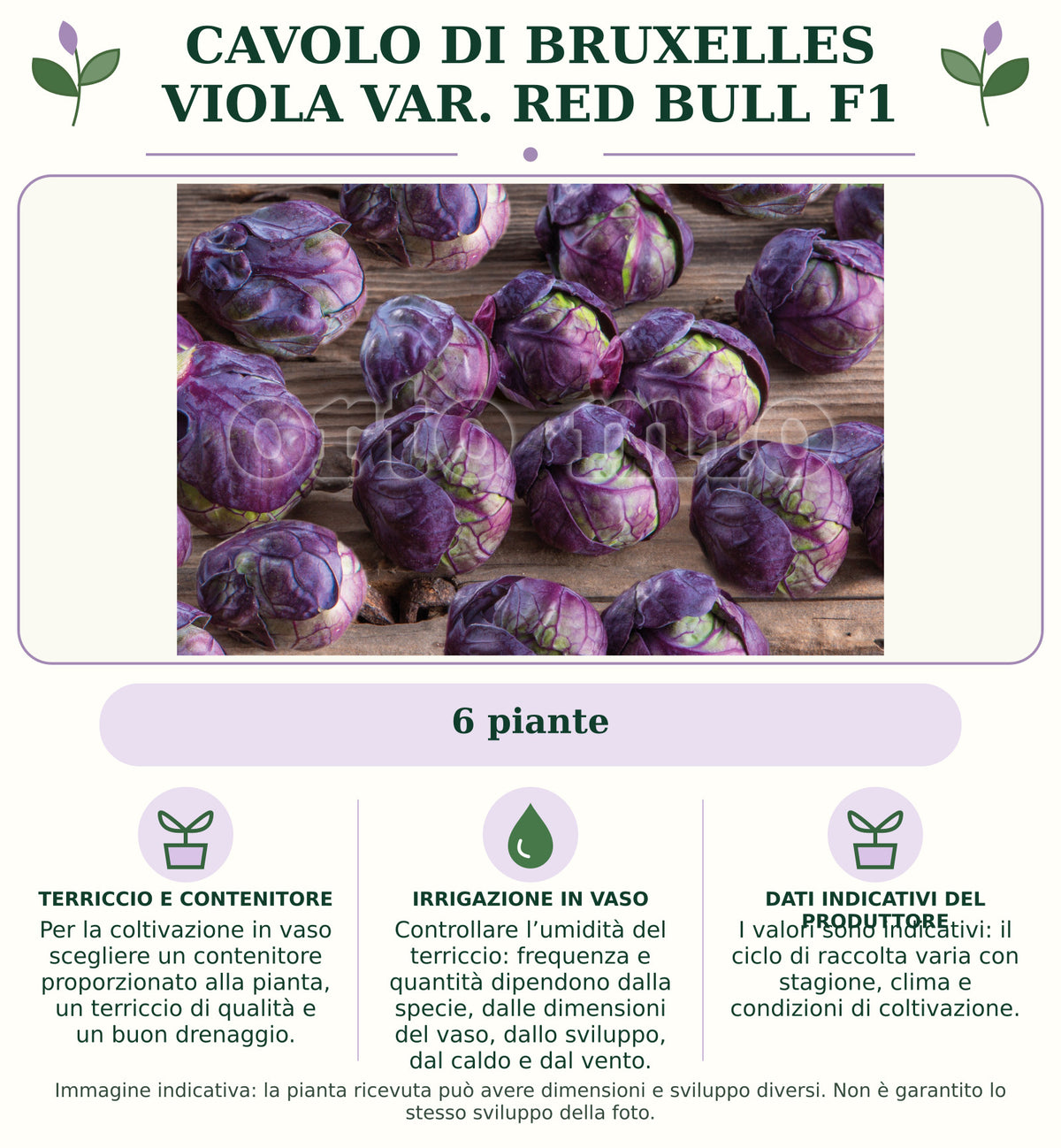 Cavolo di Bruxelles viola var. Red Bull F1: 6 piante. Per la coltivazione in vaso scegliere un contenitore proporzionato alla pianta, un terriccio di qualità e un buon drenaggio.. Controllare l’umidità del terriccio: frequenza e quantità dipendono dalla specie, dalle dimensioni del vaso, dallo sviluppo, dal caldo e dal vento.. I valori sono indicativi: il ciclo di raccolta varia con stagione, clima e condizioni di coltivazione.. Immagine indicativa.