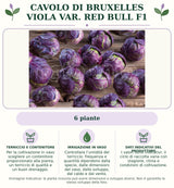 Cavolo di Bruxelles viola var. Red Bull F1: 6 piante. Per la coltivazione in vaso scegliere un contenitore proporzionato alla pianta, un terriccio di qualità e un buon drenaggio.. Controllare l’umidità del terriccio: frequenza e quantità dipendono dalla specie, dalle dimensioni del vaso, dallo sviluppo, dal caldo e dal vento.. I valori sono indicativi: il ciclo di raccolta varia con stagione, clima e condizioni di coltivazione.. Immagine indicativa.
